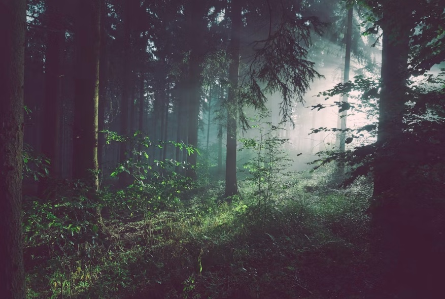 Dooars tourism featuring lush forests, rivers, tea gardens and natural landscapes