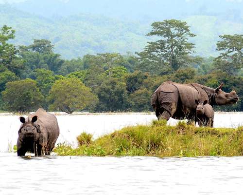 Travel Agents in Assam